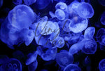 Blue Jellies - Adhesive Vinyl Wrap