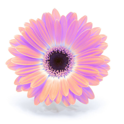 Gerbera Flower - Adhesive Vinyl Decal