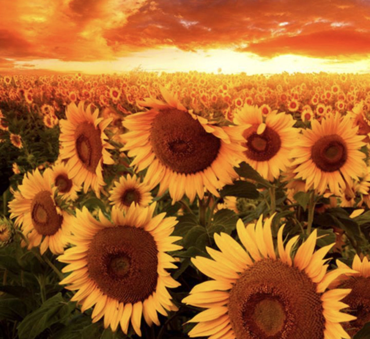 Sunflower Sunset - Adhesive Vinyl