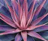 Sunset Succulent Digital Download