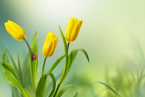 Yellow Tulips and the Lady - Adhesive Vinyl Wrap